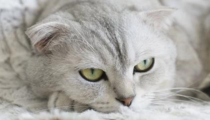 舟山2026年最新北京商务伴游经纪招聘渠道分享(最方便真实的舟山北京爱特博旅运服务有限责任公司招聘方法)