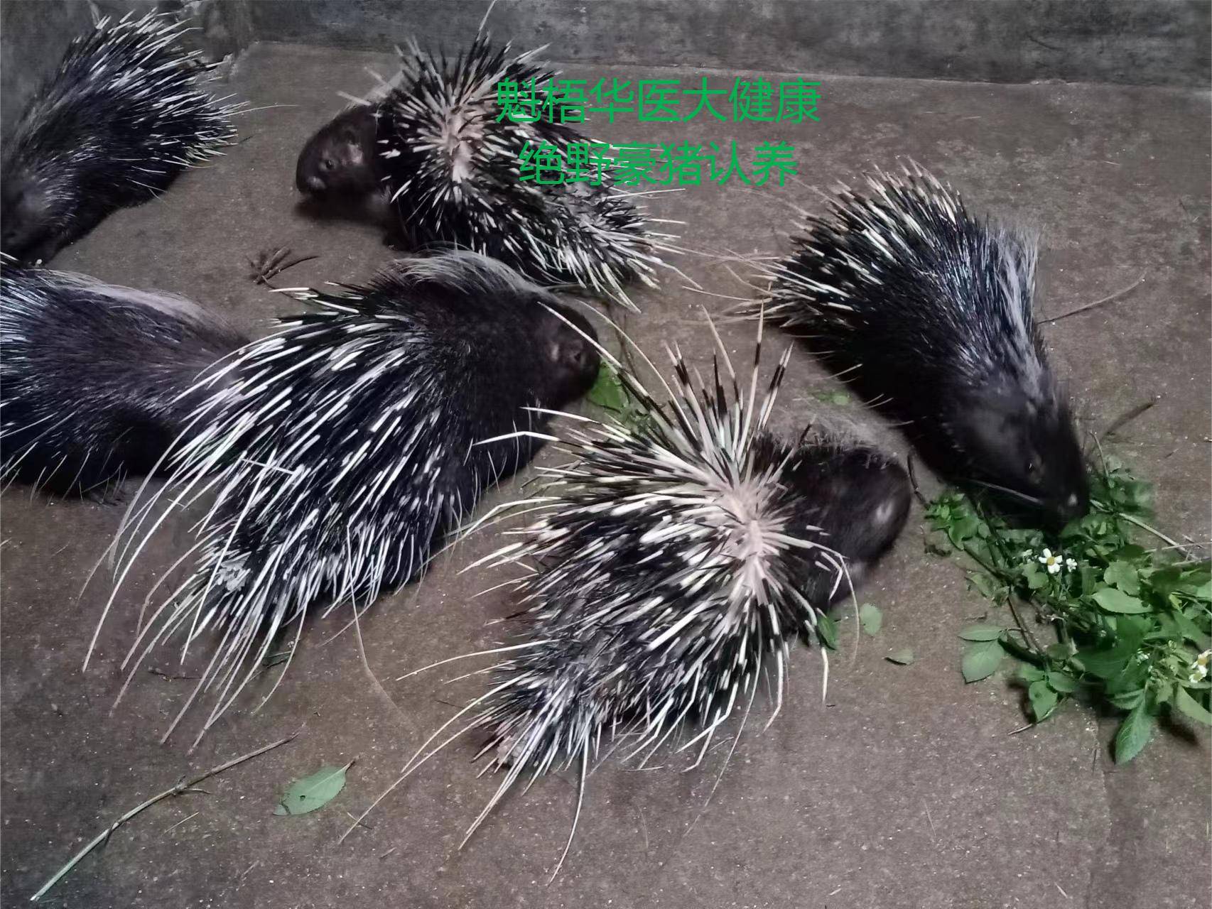 最新豪猪回收商家方法分析(最方便真实的舟山豪猪卖去什么地方方法)